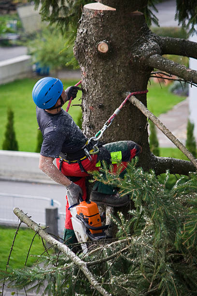 Trusted Carmel, IN Tree Care  Experts