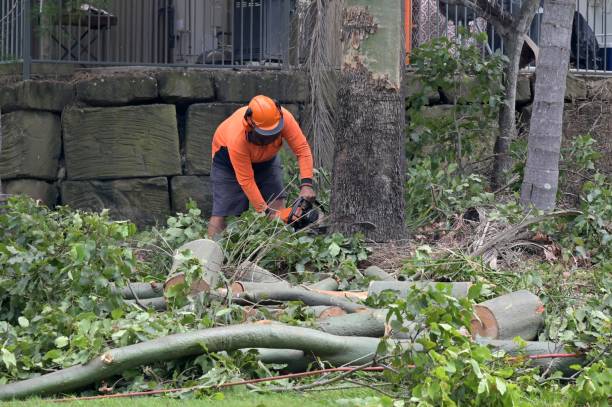 How Our Tree Care Process Works  in  Carmel, IN